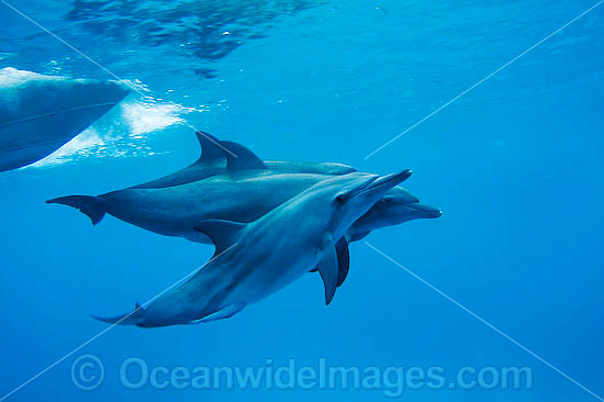 Bottlenose Dolphin pair photo