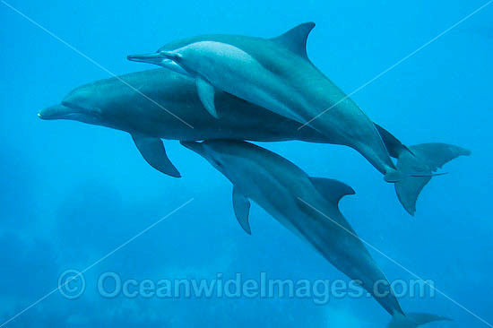 Spinner Dolpins and Bottlenose Dolphin photo
