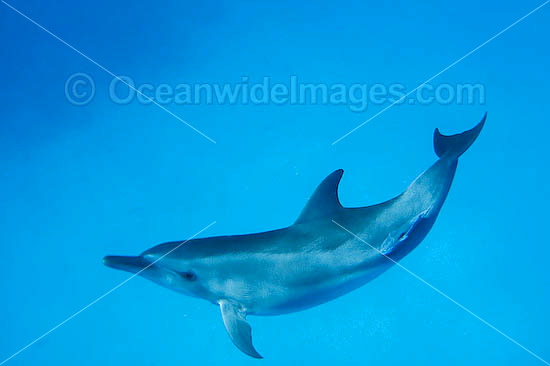 Bottlenose Dolphin Cocos Island photo