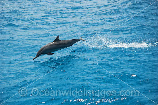 Spinner Dolphin Stenella longirostris photo