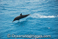 Spinner Dolphin Stenella longirostris Photo - Karen Willshaw