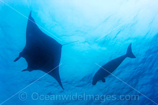 Dugong swimming with Manta ray photo