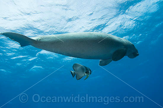 Dugong swimming with Batfish photo