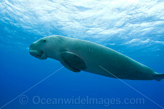 Dugong Dugong dugon photo