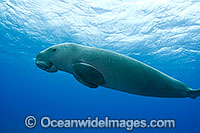 Dugong Dugong dugon Photo - Karen Willshaw
