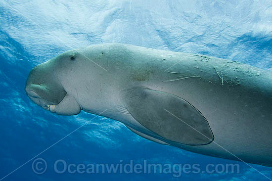 Dugong Dugong dugon photo