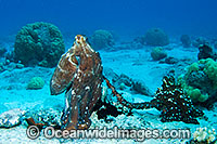 Reef Octopus Octopus cyanea Photo - Karen Willshaw