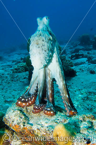 Reef Octopus photo