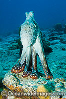 Reef Octopus Photo - Karen Willshaw