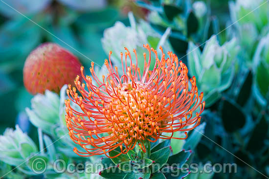 Pincushion Protea photo