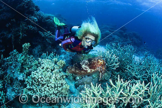Scuba Diver with Broadclub Cuttlefish photo