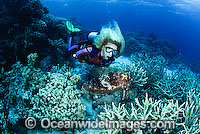 Scuba Diver with Broadclub Cuttlefish Photo - Bob Halstead