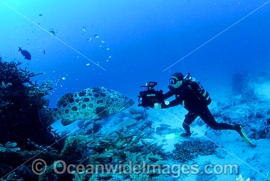 Diver photographing Potato Cod photo