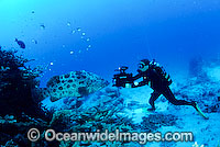 Diver photographing Potato Cod Photo - Bob Halstead