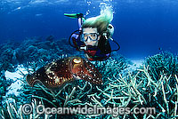 Scuba Diver Broadclub Cuttlefish Photo - Bob Halstead