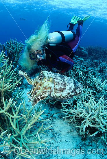 Scuba Diver with Broadclub Cuttlefish photo