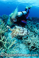 Scuba Diver with Broadclub Cuttlefish Photo - Bob Halstead