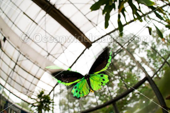 birdwing butterfly