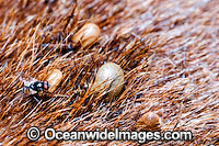 Dog Tick Rhipicephalus sanguineus Photo - Gary Bell