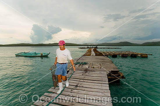Oyster Pearl farming photo