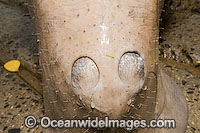 Dugong nostrils and snout Photo - Gary Bell