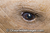 Dugong Dugong dugon eye Photo - Gary Bell