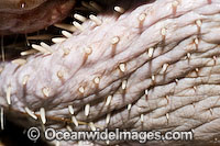 Dugong facial hair Photo - Gary Bell