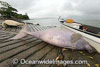 Dugong captured by Islanders Photo - Gary Bell