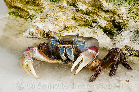 Crab Cardisoma carnifex Cocos Island photo