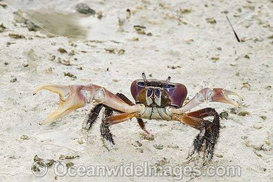 Crab Cardisoma carnifex photo