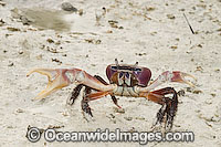 Crab Cardisoma carnifex Photo - Gary Bell