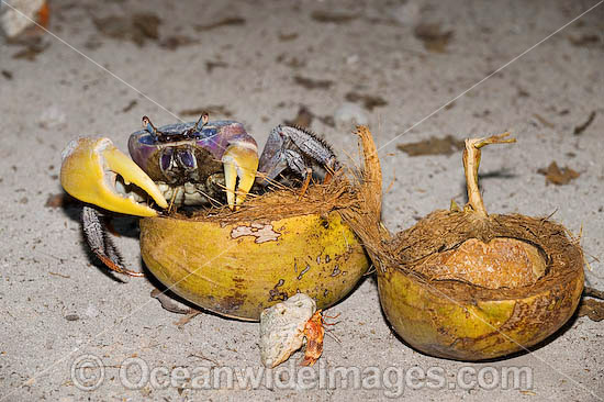 Crab Cardisoma carnifex Cocos Island photo
