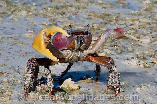 Crab Cardisoma carnifex photo