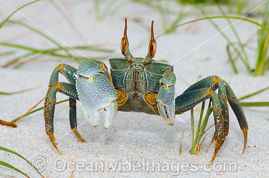 Horn-eyed Ghost Crab Ocypode ceratophthalma photo