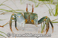Horn-eyed Ghost Crab Ocypode ceratophthalma Photo - Gary Bell