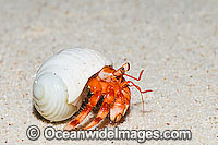 Red Hermit Crab Cocos Island Photo - Gary Bell