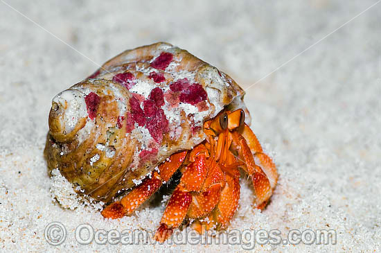 Red Hermit Crab Cocos Keeling Island photo