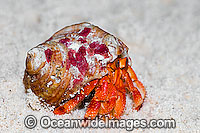 Red Hermit Crab Cocos Keeling Island Photo - Gary Bell
