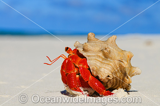 Red Hermit Crab Coenobita perlata photo