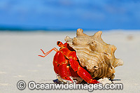 Red Hermit Crab Coenobita perlata Photo - Gary Bell