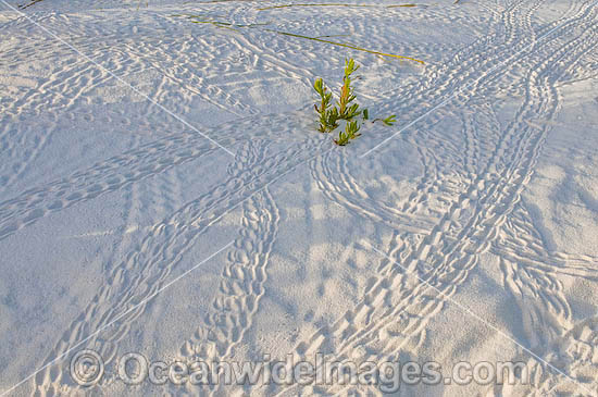 Red Hermit Crab tracks in sand photo