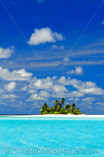 Tropical island coconut palms photo