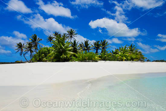 island coconut palms photo