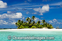 island coconut palms Photo - Gary Bell