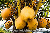 Coconut Palm Fruit Photo - Gary Bell