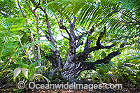 Ballnut tree Calophyllum Inophyllum Photo - Gary Bell