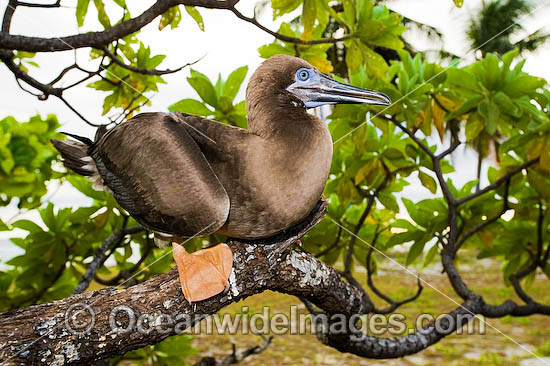 Red-footed Booby Cocos Islands photo