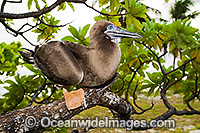 Red-footed Booby Cocos Islands Photo - Gary Bell