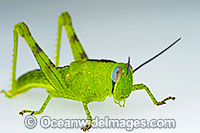 Giant Grasshopper Valanga irregularis Photo - Gary Bell