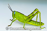 Giant Grasshopper Photo - Gary Bell